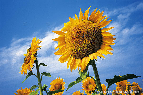tournesol, sunflower
